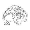 Echidna, Australian animal linear hand drawn illustration. Vector. Royalty Free Stock Photo