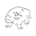 Echidna, Australian animal linear hand drawn illustration. Vector. Royalty Free Stock Photo