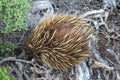 Echidna