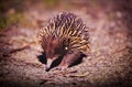 Echidna