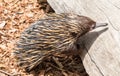 Echidna an unique animal only found in Australia