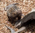 Echidna an unique animal only found in Australia