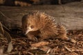 Echidna at Bonorong Wildlife Sanctuary in Tasmania, Australia Royalty Free Stock Photo