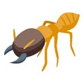 Echidna bug food icon isometric vector. Cute animal