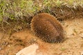 Echidna burrowing for protection