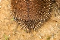 Echidna burrowing for protection