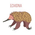Echidna cartoon vector animal from Australia Royalty Free Stock Photo