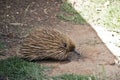 Echidna side view Royalty Free Stock Photo