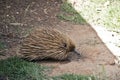 Echidna side view