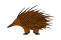 Echidna. Cute vector echidna character on white