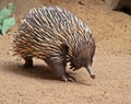 Echidna