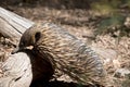 the echidna is eating ant off the tree