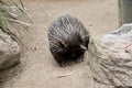 The echidna is eating ants Royalty Free Stock Photo