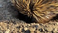 Echidna Eating Ants Nest Close Up
