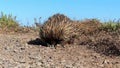 Echidna Eating Ants Nest