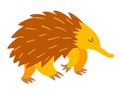 Echidna. Flat cartoon vector illustration