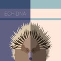 Echidna Flat Postcard