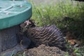 An Echidna foraging Royalty Free Stock Photo