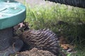 An Echidna foraging Royalty Free Stock Photo