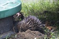 An Echidna foraging Royalty Free Stock Photo