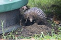 An Echidna foraging Royalty Free Stock Photo