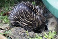 An Echidna foraging Royalty Free Stock Photo