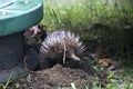 An Echidna foraging Royalty Free Stock Photo