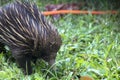 An Echidna foraging Royalty Free Stock Photo