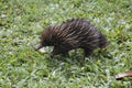 An Echidna foraging Royalty Free Stock Photo