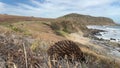 Echidna On Heysen Trail South Australia 4k Footage