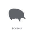 Echidna icon. Trendy Echidna logo concept on white background fr