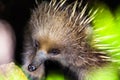 Echidna Royalty Free Stock Photo
