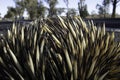 An echidna lies dead on the side of a country Australian road