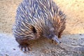 Echidna - Native Australian Animal Royalty Free Stock Photo