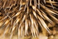 Echidna Quills Royalty Free Stock Photo