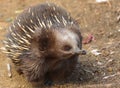 Echidna says I smell something...