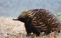 Echidna side Royalty Free Stock Photo