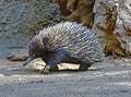 Echidna Royalty Free Stock Photo