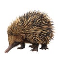 Echidna with Spiky Fur and Long Snout Royalty Free Stock Photo
