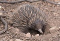 Echidna or spiny anteater