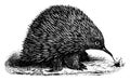 Echidna or spiny anteaters, vintage engraving