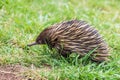 Echidna (Tachyglossidae) Royalty Free Stock Photo