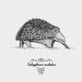 Echidna Tachyglossus aculeatus engraved, hand drawn vector illustration in woodcut scratchboard style, vintage drawing