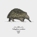 Echidna Tachyglossus aculeatus engraved, hand drawn vector illustration in woodcut scratchboard style, vintage drawing