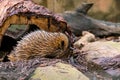 Echidna, Tachyglossus species