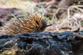 Echidna, Tachyglossus species