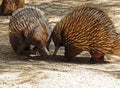 Echidna