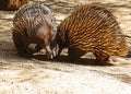 Echidna