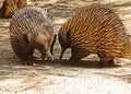 Echidna