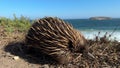 Echidna Walking Along Coastline In South Australia 4K Footage